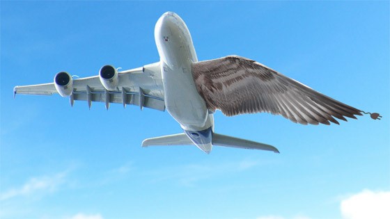 歐盟變形機(jī)翼研究進(jìn)展